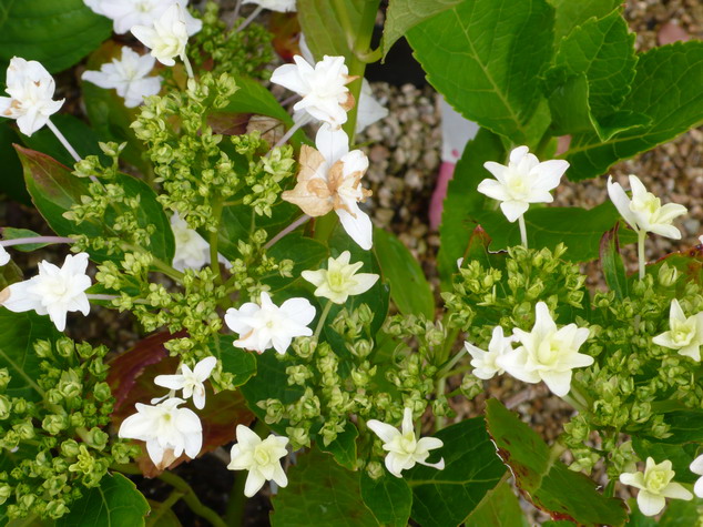 HYDRANGEA macrophylla Hanabi