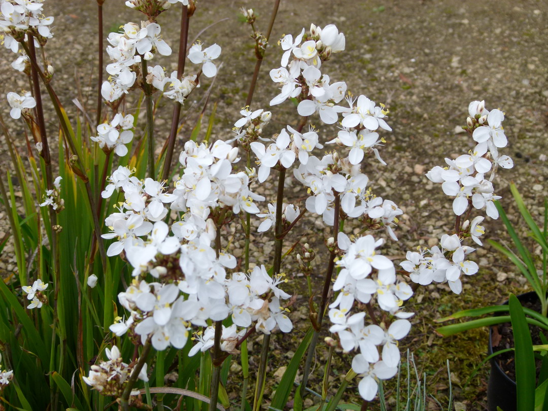 LIBERTIA grandiflora