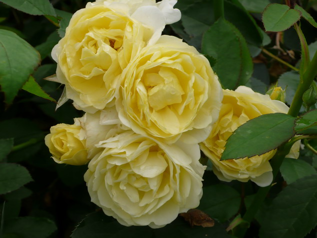 ROSA Yellow Fairy ® : floraison estivale. Nº2572