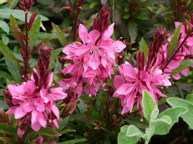 GAURA lindheimeri Crimson Butterfly ®