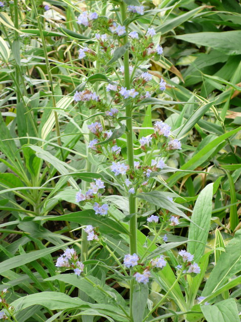 ECHIUM fastuosum