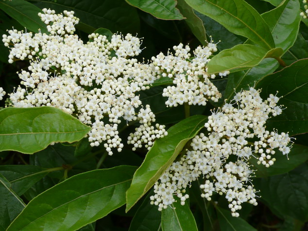 VIBURNUM nudense Pink Beauty