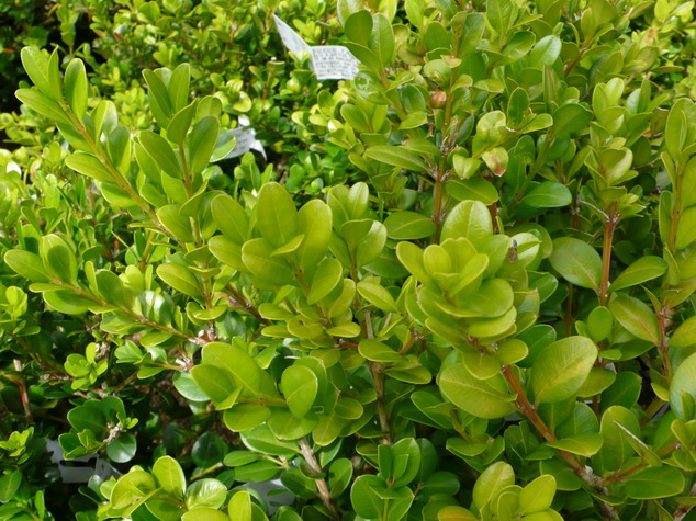 BUXUS microphylla Faulkner