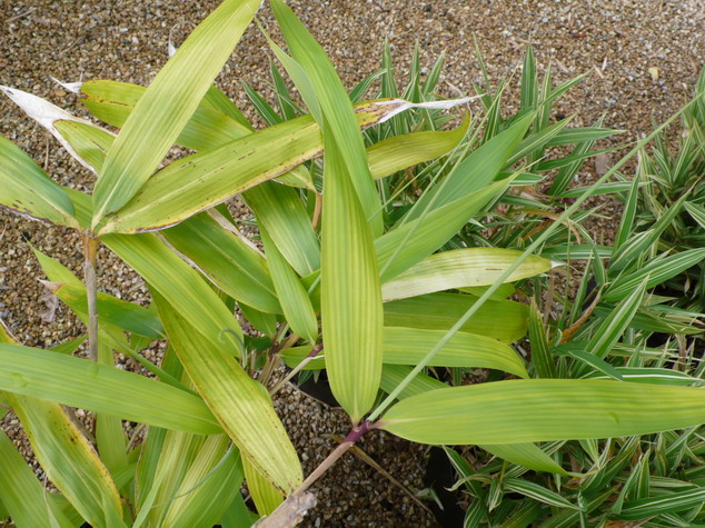 PSEUDOSASA japonica