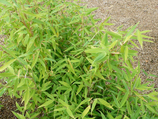 FARGESIA murielae Simba