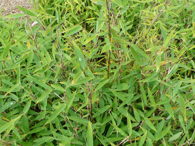 FARGESIA murielae