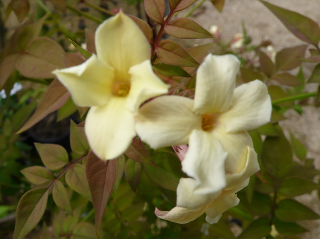 JASMINUM officinale Clotted Cream : floraison de printemps. Nº2588