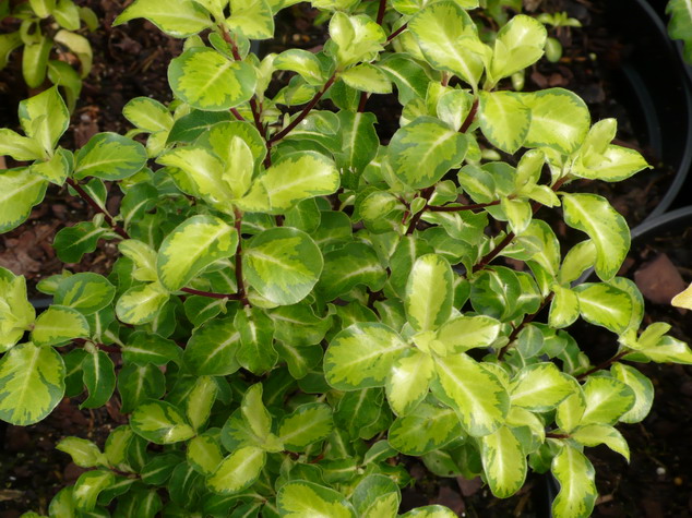PITTOSPORUM tenuifolium Brain de Soleil