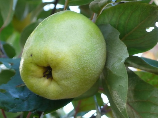 COGNASSIER fruits Géant de Vranja