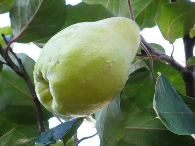COGNASSIER fruits Géant de Vranja