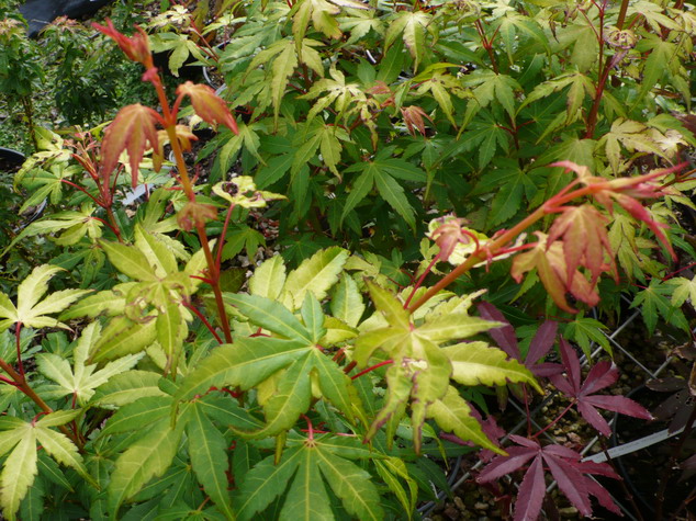 ACER palmatum Katsura