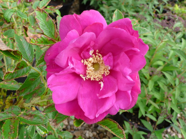 ROSA rugosa Exception ®