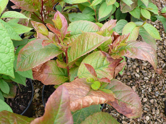 STEWARTIA pseudocamellia var. Koreana