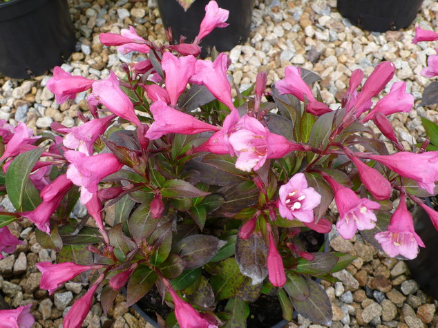 WEIGELIA florida Minuet