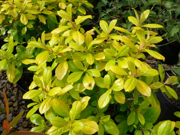 ESCALLONIA Gold Ellen