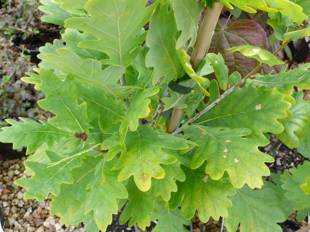 QUERCUS robur Fastigiata Kooster