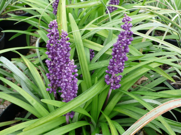 LIRIOPE muscari Big Blue