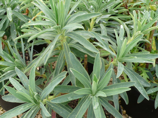 EUPHORBIA characias Blue Wonder
