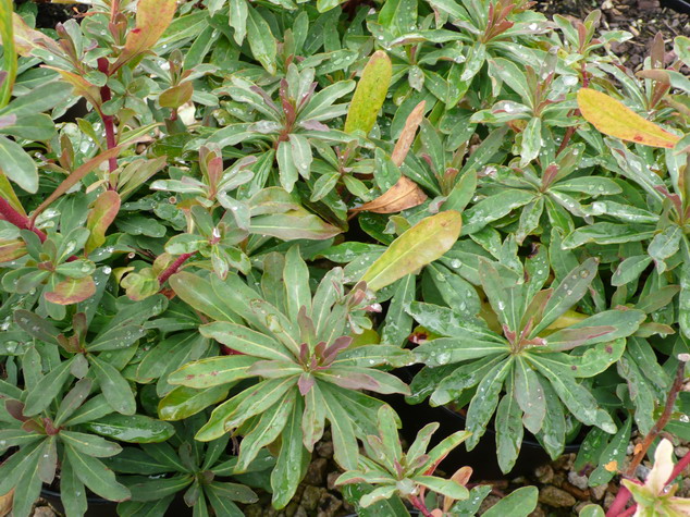 EUPHORBIA amygdaloides Purpurea
