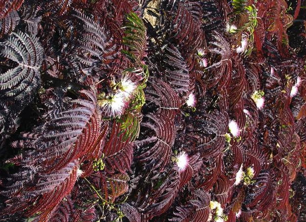 ALBIZIA julibrissin Summer Chocolate ®