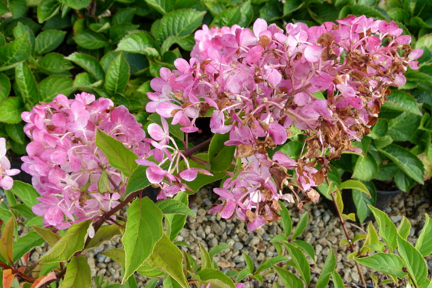HYDRANGEA paniculata Vanille Fraise ® : floraison estivale. Nº2636