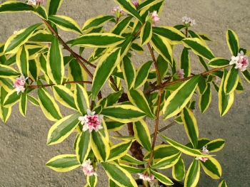 DAPHNE odora Maijina