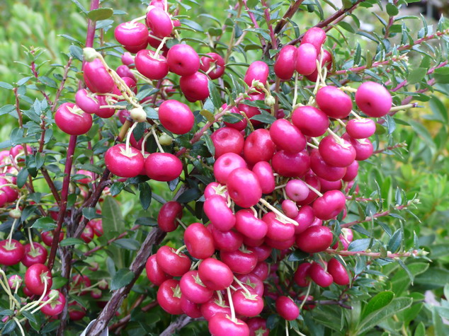 PERNETTYA mucronata Bell's Seedling