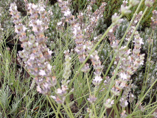 LAVANDULA angustifolia Edelweiss