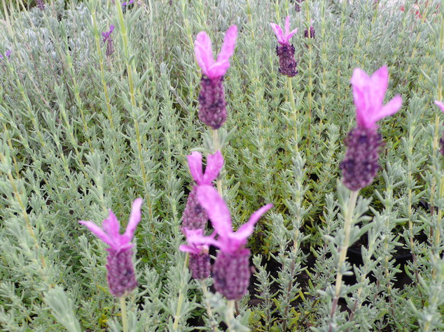 LAVANDULA stoechas Tickled Pink
