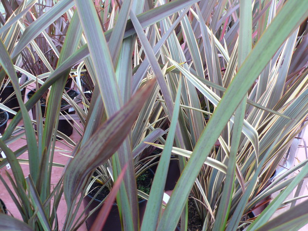 PHORMIUM Co-ordination