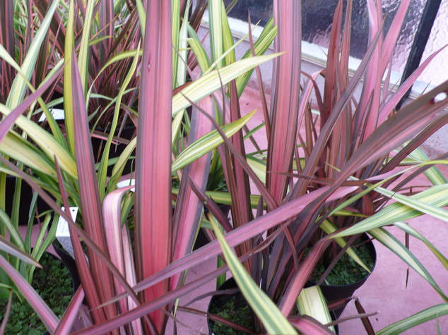 PHORMIUM Pink Panther