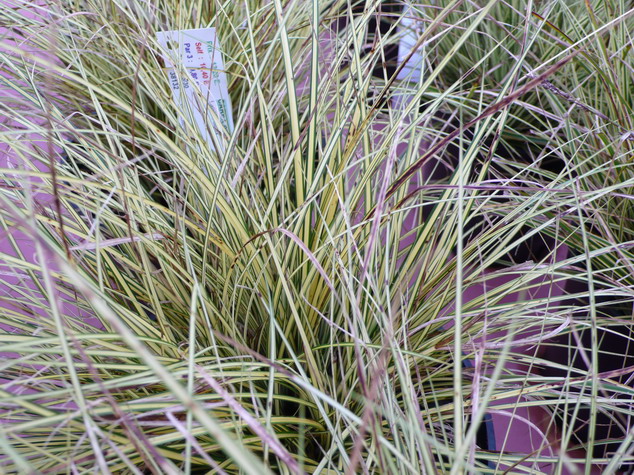 CAREX brunera Jenekee