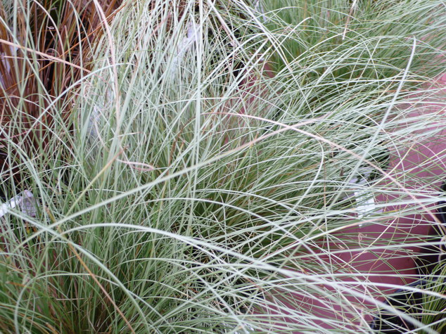 CAREX comans