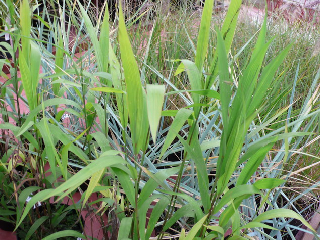 CHASMANTHIUM latifolium