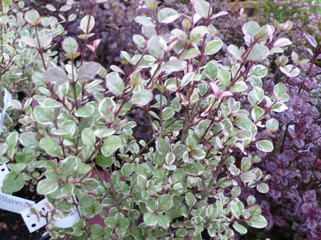 LOPHOMYRTHUS x.ralphii Traversii