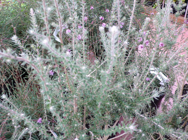 MELALEUCA squamea