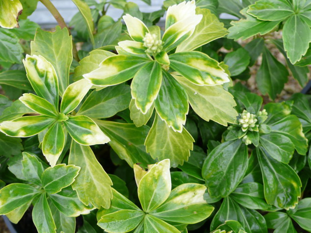 PACHYSANDRA terminalis Green Sheen