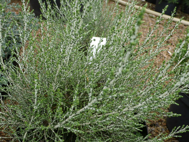 HELICHRYSUM scutelaris