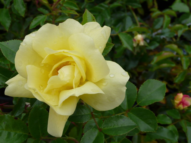 ROSA Sunéva ® : floraison estivale. Nº2690