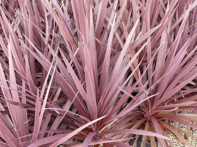 CORDYLINE australis Torbay Red Star