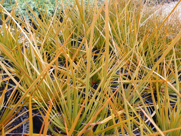 LIBERTIA persica