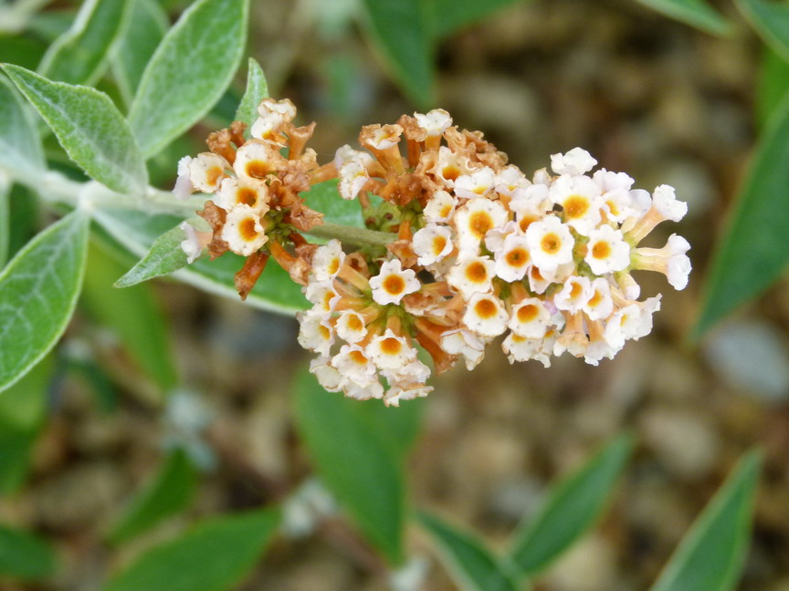 BUDDLEJA X.weyeriana Sungold