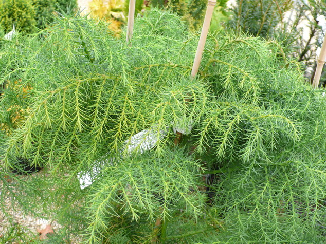 CRYPTOMERIA japonica Elegans Viridis