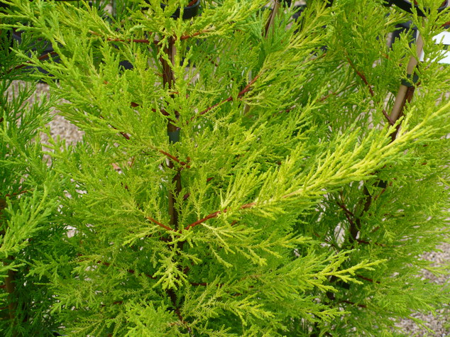 CUPRESSUS macrocarpa Goldcrest