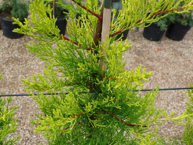 CUPRESSUS macrocarpa Lutea
