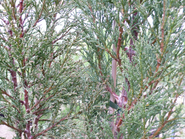 CUPRESSUS sempervirens Garda