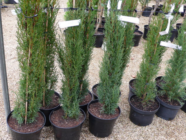 CUPRESSUS sempervirens Totem