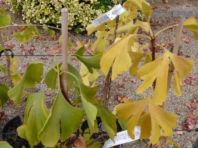 GINKGO biloba