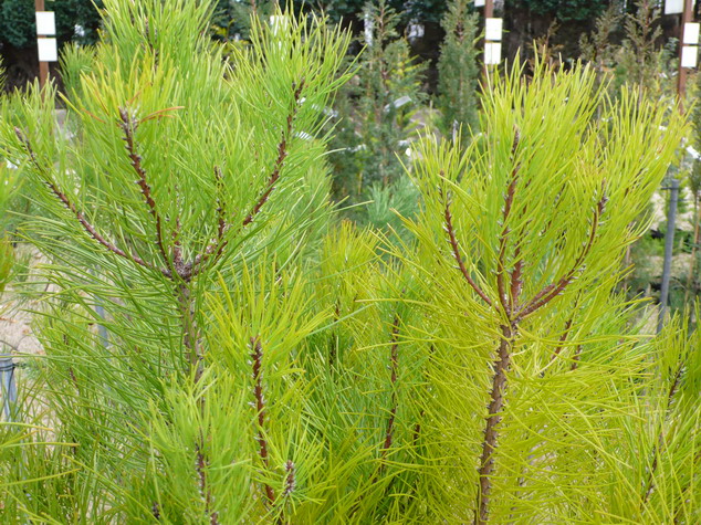 PINUS pinaster