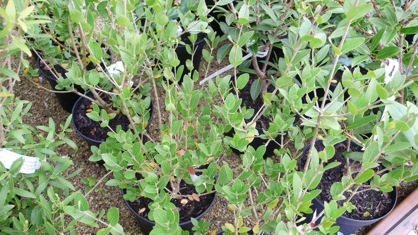 PHILLYREA latifolia